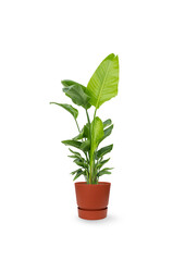 Strelitzia nicolai w doniczce greenville