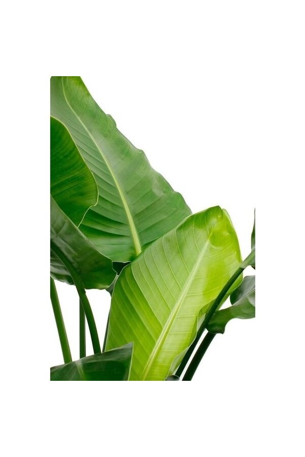 Strelitzia nicolai w doniczce greenville