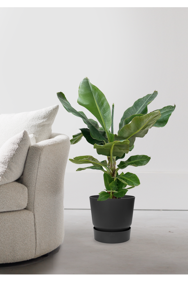 Bananowiec w doniczce Greenville M