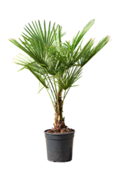 Trachycarpus palma wachlarzowa S
