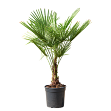 Trachycarpus