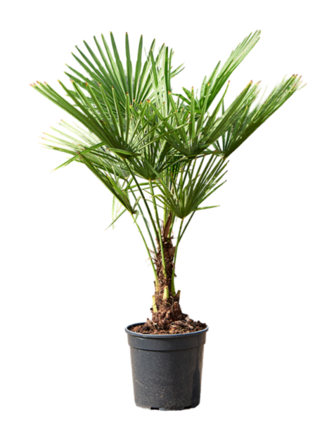 Trachycarpus