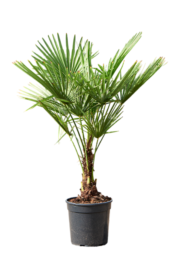 Trachycarpus palma wachlarzowa S