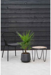 Trachycarpus palm wachlarzowa S