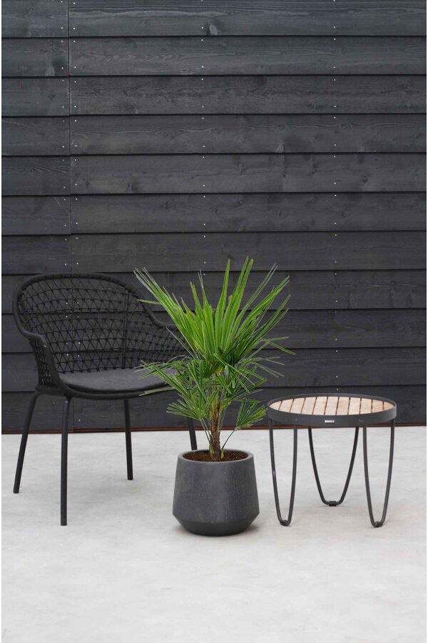 Trachycarpus palm wachlarzowa S