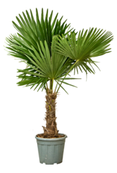 Trachycarpus palma wachlarzowa M