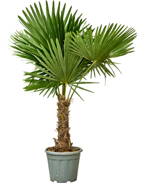 Trachycarpus