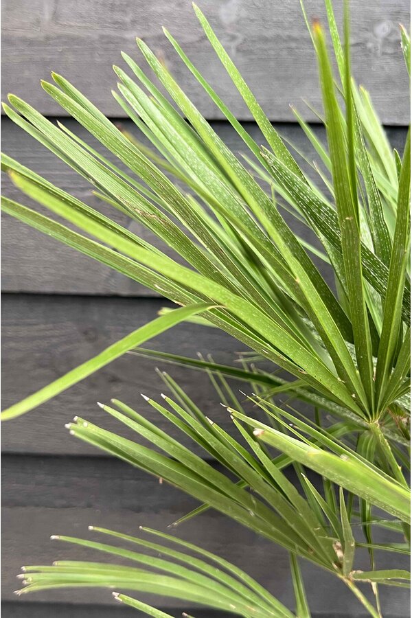 Trachycarpus palma wachlarzowa M