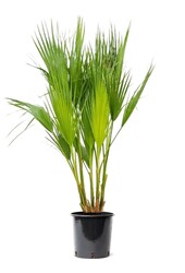 Washingtonia M