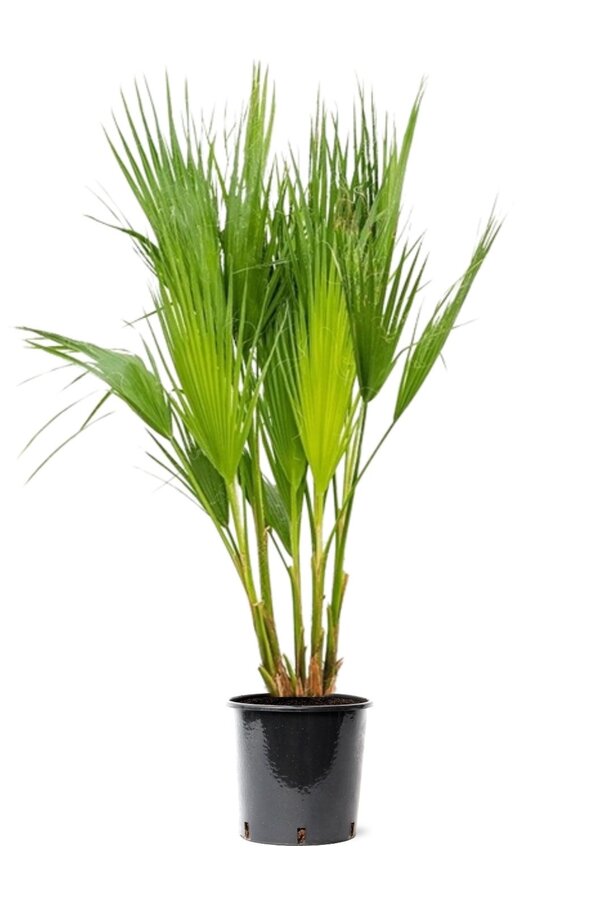 Washingtonia M