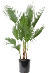 Washingtonia L