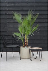 Washingtonia L