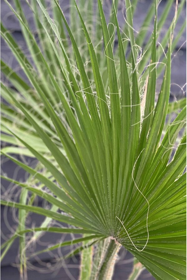 Washingtonia L