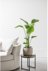 Strelitzia Nicolai S