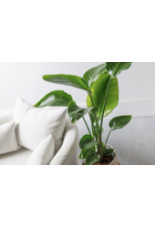 Strelitzia Nicolai S