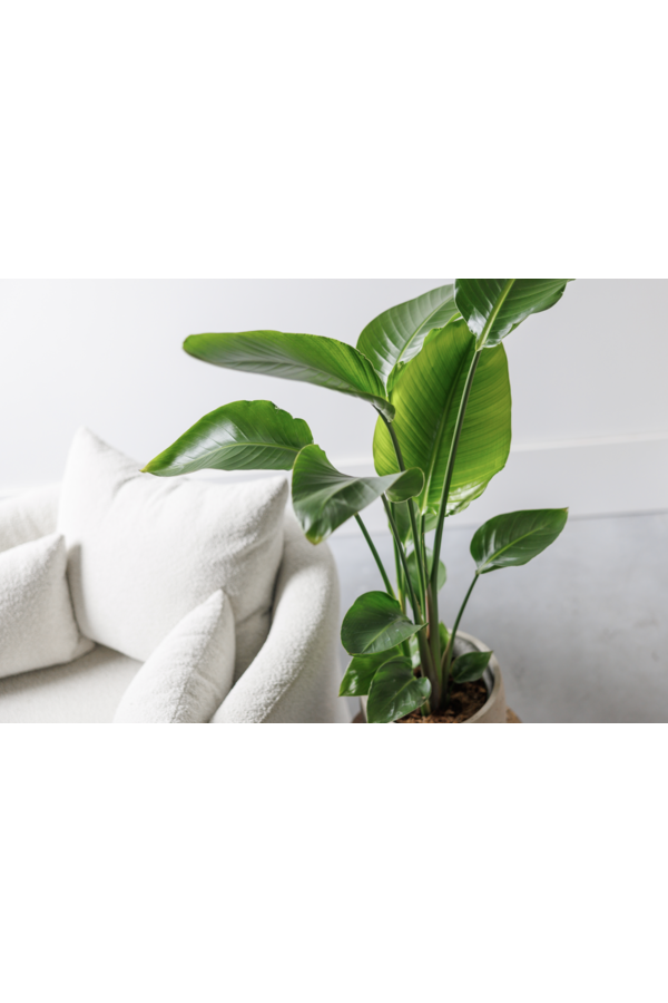 Strelitzia Nicolai S