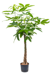 Hydroponiczna Pachira aquatica