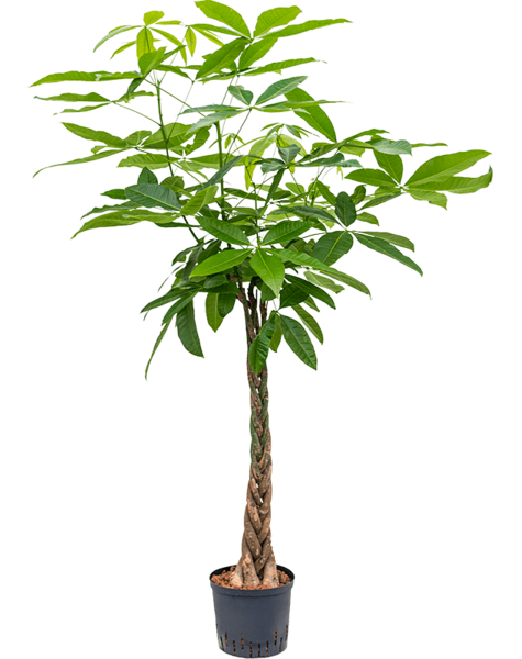 Hydroponiczna Pachira aquatica