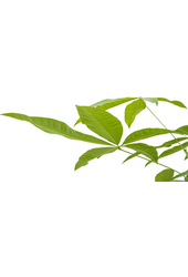 Hydroplant Pachira aquatica