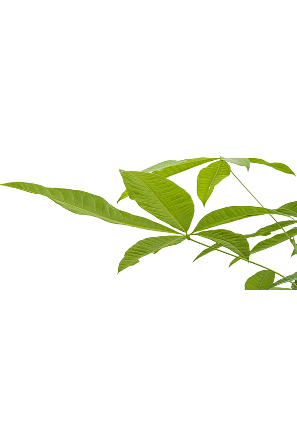 Hydroplant Pachira aquatica