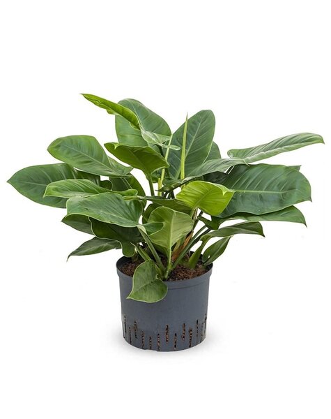Hydroplant Filodendron