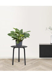 Hydroplant Filodendron imperial green