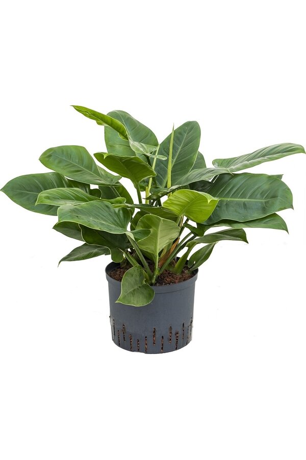 Hydroplant Filodendron imperial green