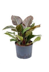 Hydroplant Filodendron imperial red
