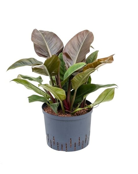 Hydroplant Filodendron