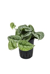 Hydroplant Scindapsus pictus