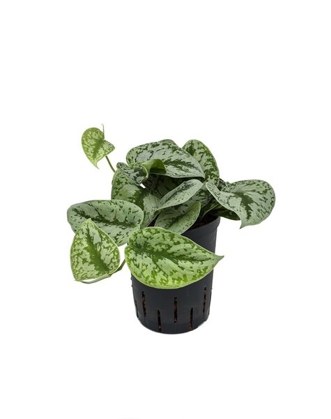 Hydroplant Scindapsus