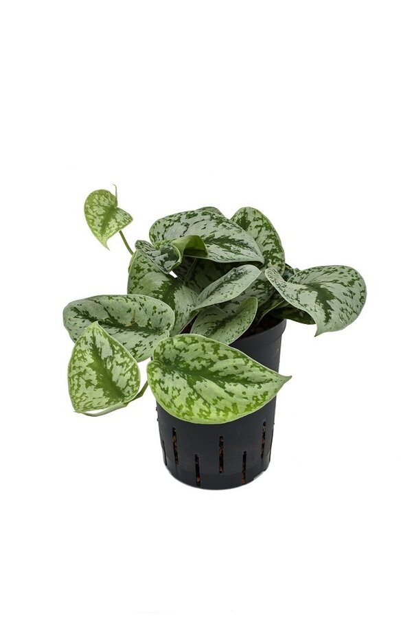 Hydroplant Scindapsus pictus