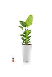Strelitzia w samonawadniającym się cylindrze