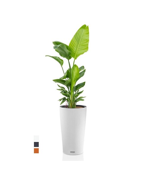 Lechuza Lechuza | Strelitzia