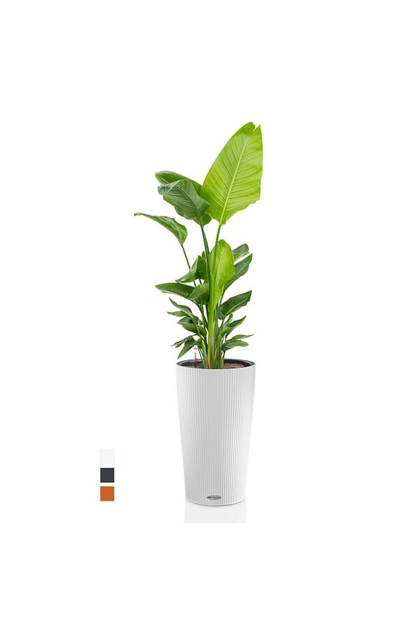 Strelitzia w Samonawadniającej Cilindro