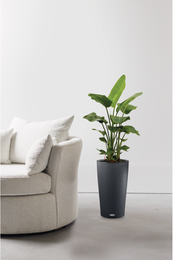 Strelitzia w samonawadniającym się cylindrze