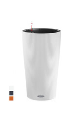 Strelitzia w samonawadniającym się cylindrze