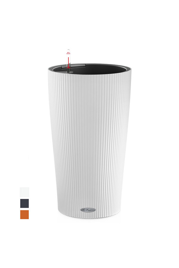 Strelitzia w samonawadniającym się cylindrze