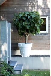 Elho Pure okrągły XXL 78