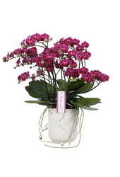 Orchidea Bellissimo Amore Umbrie fioletowa