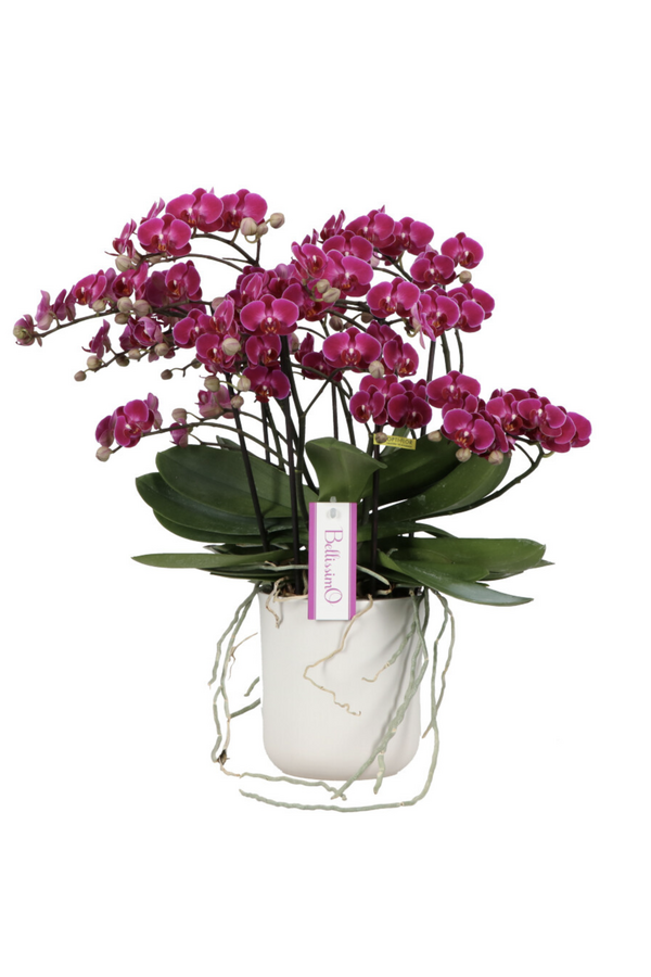 Orchidea Bellissimo Amore Umbrie fioletowa