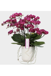 Orchidea Bellissimo Amore Umbrie fioletowa