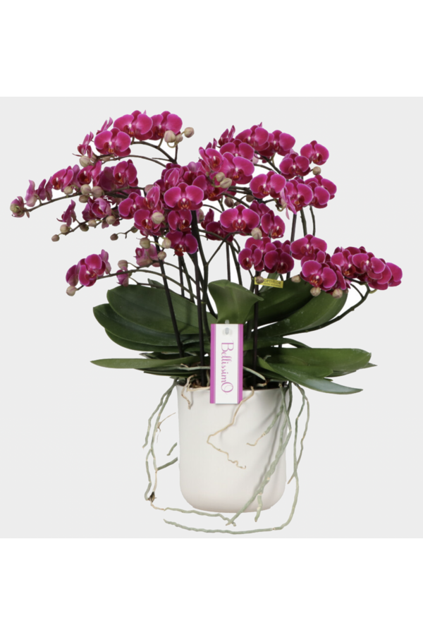 Orchidea Bellissimo Amore Umbria fioletowa