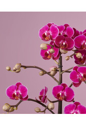 Orchidea Optimost Morelia