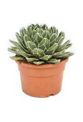 Agawa Victoria Reginae