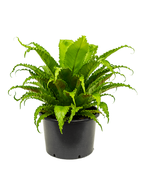 Asplenium