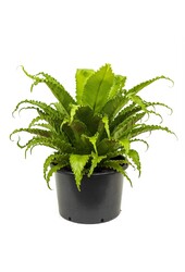 Asplenium Osaka