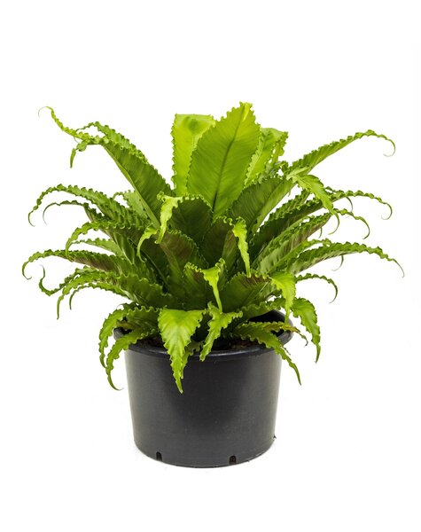 Asplenium