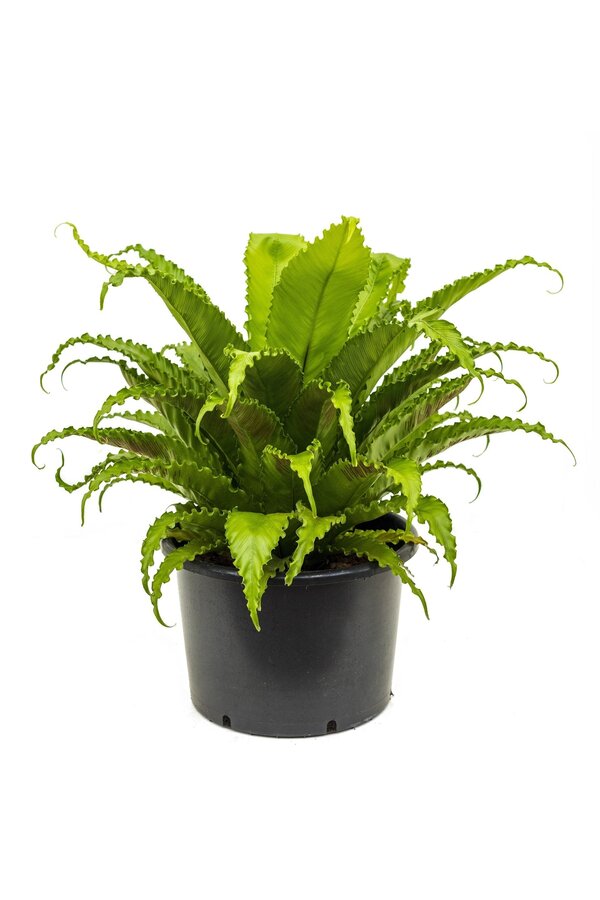 Asplenium Osaka