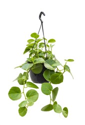 Cissus Rotundifolia